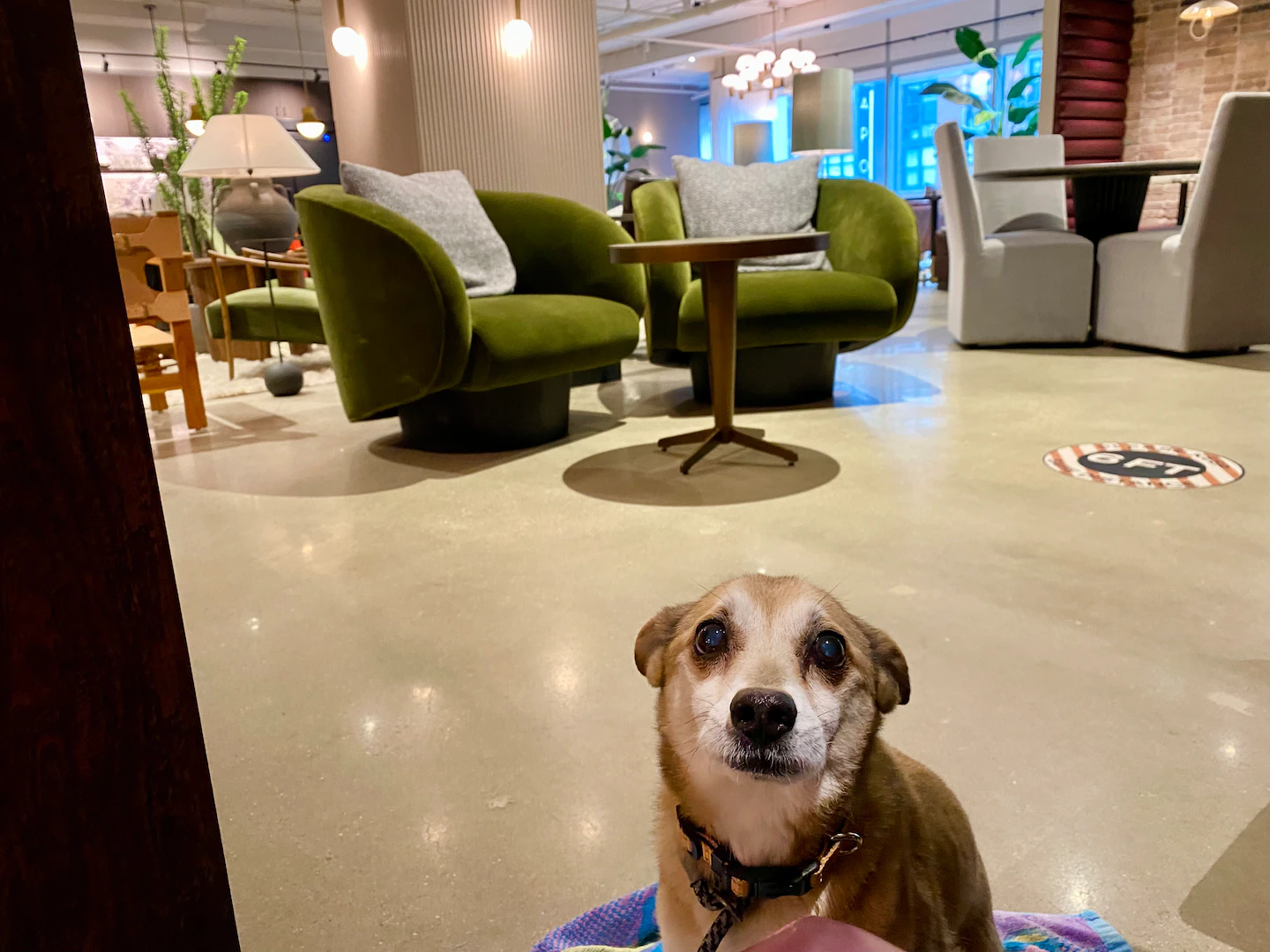 Should you take a dog to a co-working space? I found out.