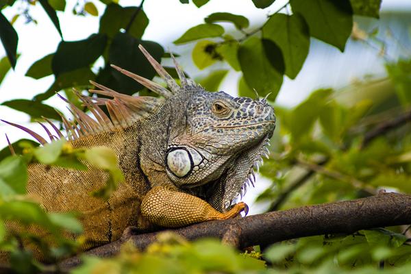 Tours To Discover the Reptiles of Yucatan, Mexico
