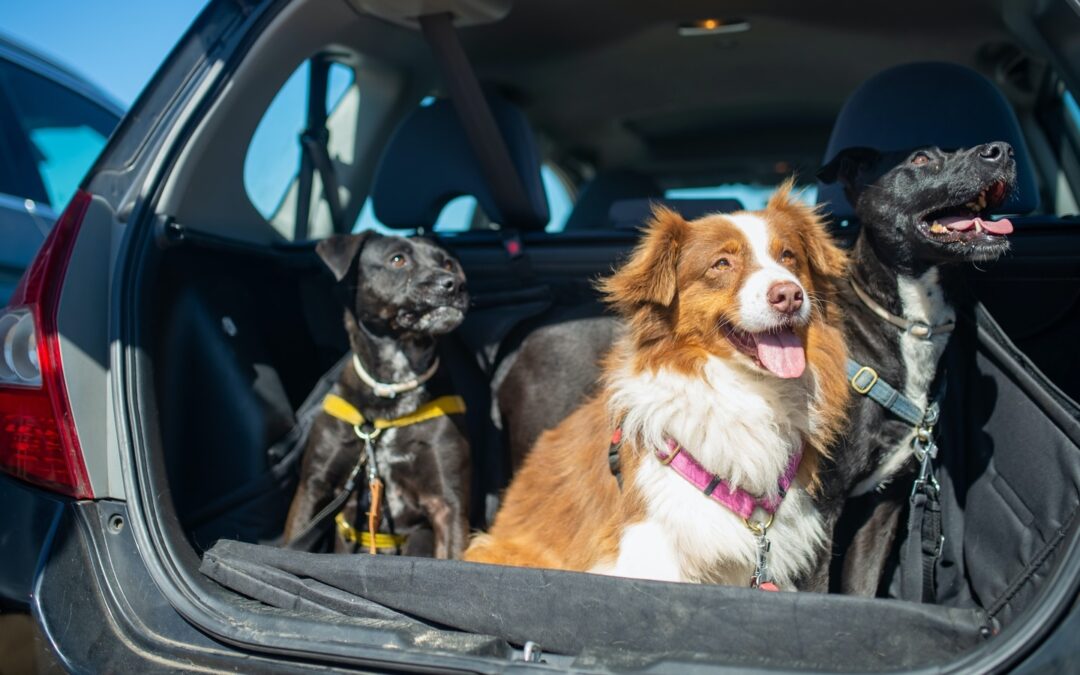 Pet care tips: Things to keep in mind while planning pet relocation, travelling